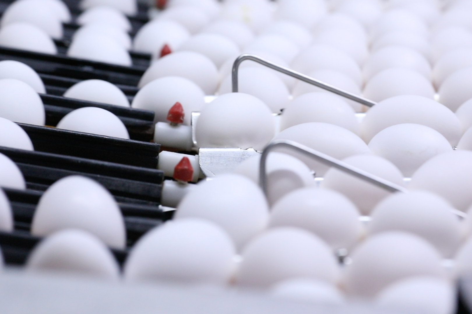 Al Ghurair commercial food products &ndash; flour, oats, oil, pasta, noodles, poultry, semolina, and eggs for regional businesses